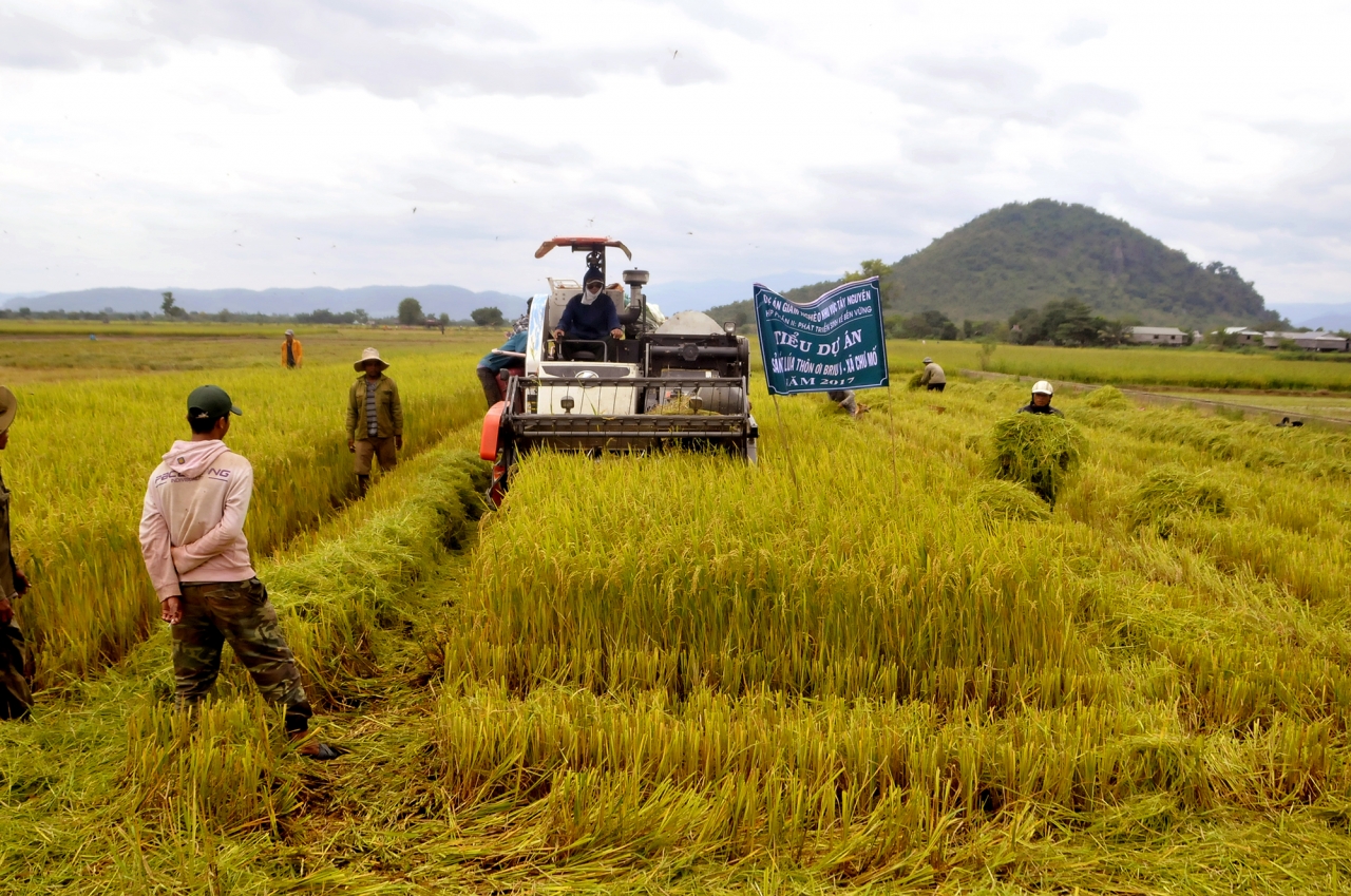 Bà con nông dân háo hức thu hoạch mùa màng