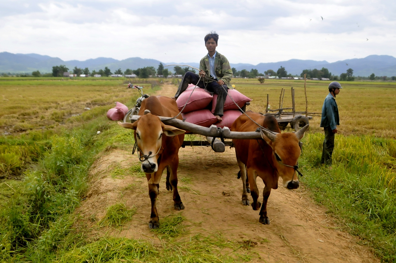 Niềm vui hiện rõ trên khuôn mặt của người dân khi được mùa