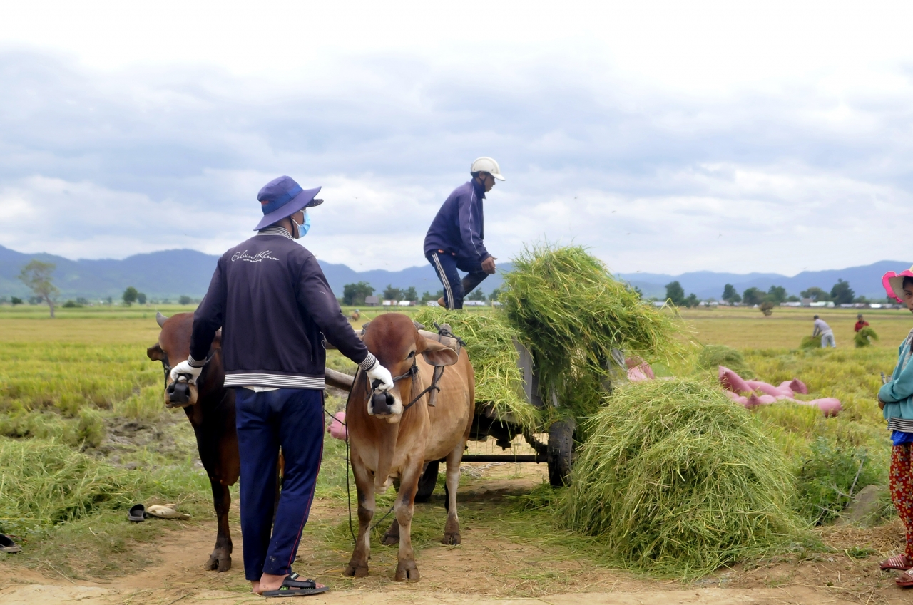 Niềm vui hiện rõ trên khuôn mặt của người dân khi được mùa