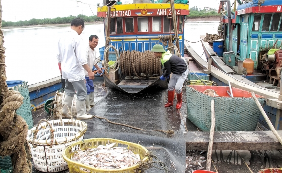 cang cá Thai Binh