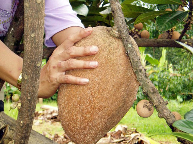 Hong-xiem-ruot-do-khung-2kg-qua-doc-la-the-nao-ma-gay-sot-o-Thu-do-mamey-pouteria-sapota-1522999757-width640height479