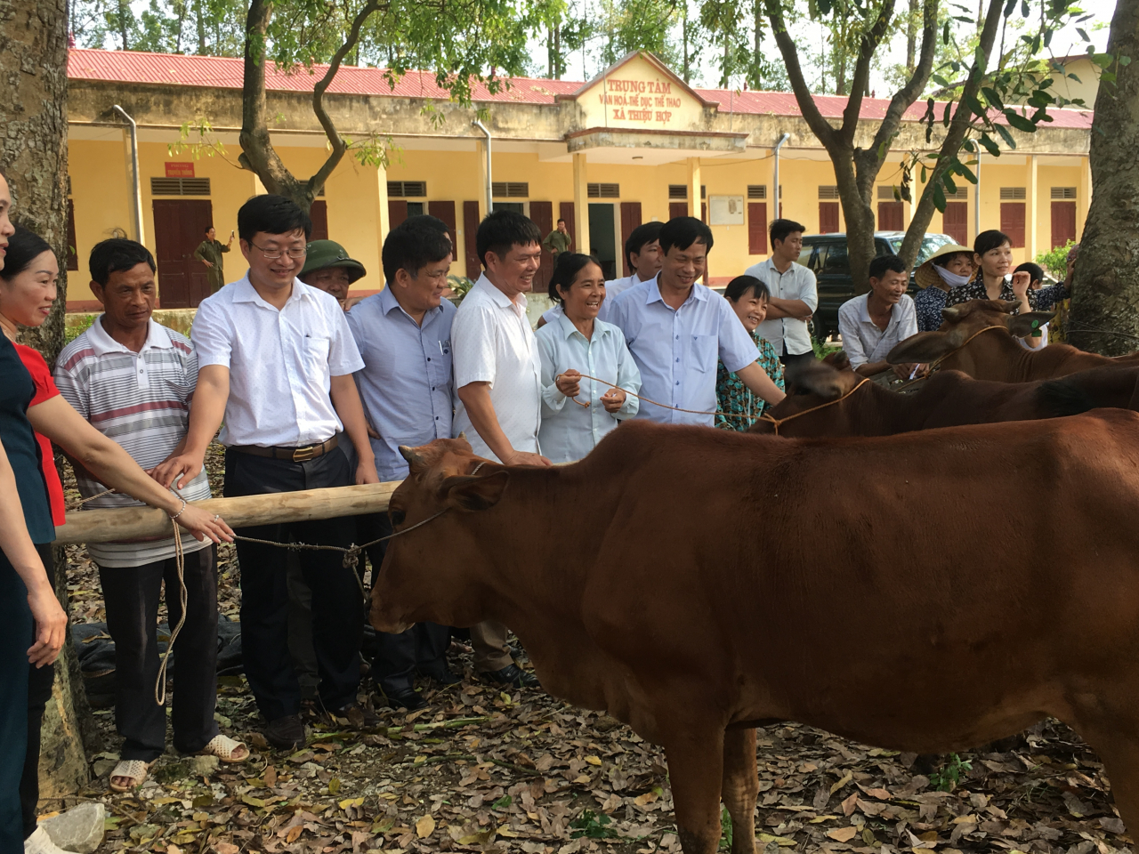 Trao bò giống sinh sản cho các hộ nghèo huyện Thiệu Hóa