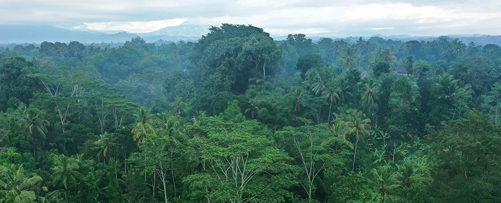 indonesianrainforest1-1663298779.jpg