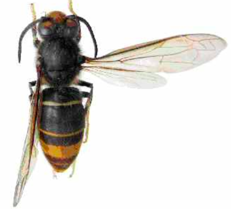 Ong đốt: Bạn đã biết tới lợi ích sức khỏe của mật ong và các sản phẩm từ mật ong? Tuy nhiên, bạn có biết rằng đốt ong cũng có tác dụng làm đẹp da trong quá trình chăm sóc sức khỏe và sắc đẹp? Hãy xem hình ảnh để tìm hiểu thêm về công dụng đặc biệt này của đốt ong.