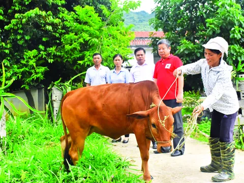 Thái Nguyên: Tạo sinh kế giúp người nghèo qua Dự án “Ngân hàng bò”