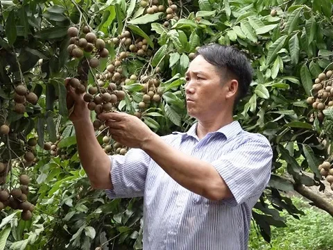Vượt khó, làm giàu từ trồng cây ăn quả