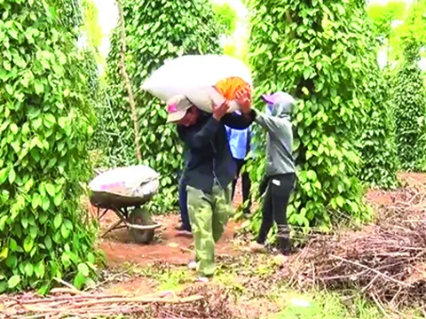 Phú Yên: Nhờ vốn vay từ Ngân hàng Chính sách hộ nghèo đã vươn lên khá, giàu