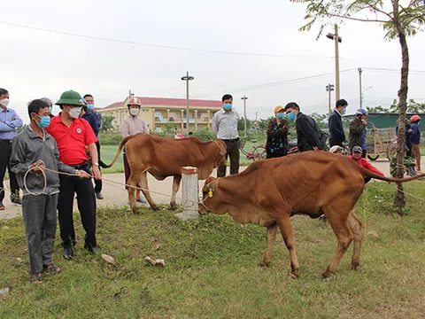 Quảng Bình: Bàn giao bò cái giống cho các hộ khó khăn