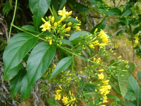 Giáo dục Nghệ An - bài học đắt giá từ cây lá ngón