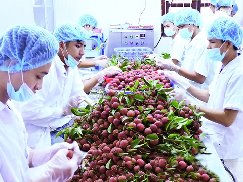 Hơn 87.000 tấn vải thiều được xuất khẩu