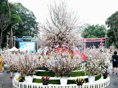 Trưng bày 7.000 cành hoa anh đào Nhật Bản ở Hải Phòng