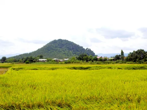 Vựa lúa ở một "miền gái đẹp"