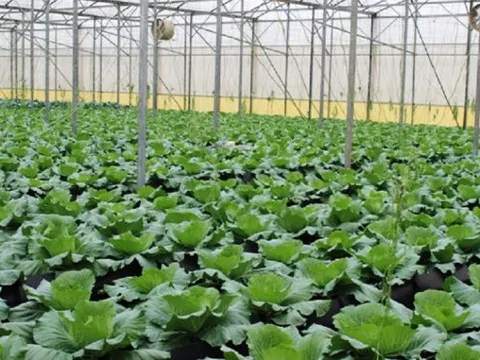 Đề xuất chính sách khuyến khích phát triển nông nghiệp hữu cơ