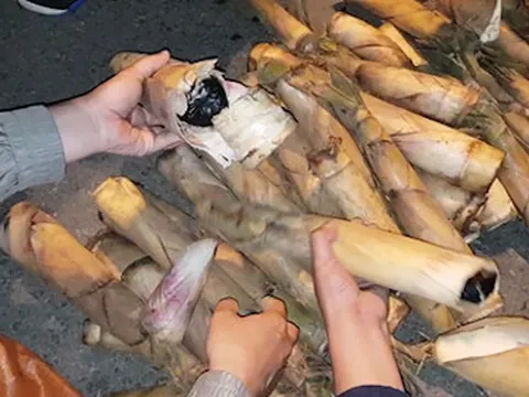 Bắt lượng ma túy lớn giấu trong cây măng