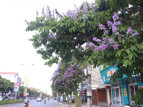 Hoa bằng lăng khoe sắc nhuộm tím đường phố Đồng Hới