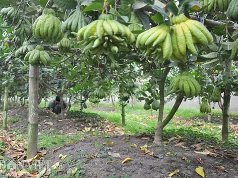 Trồng cây tiền tỷ: "Bỏ túi" tiền tỷ từ cây "bàn tay phật"