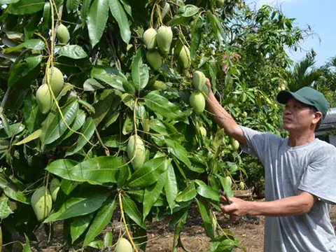 Gỡ khó cho nông sản do dịch Covid