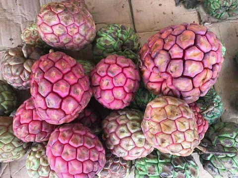 Hà Thành ăn lạ: Na rừng "khủng" nặng tới 4kg - quà rừng cho đàn ông, tiền triệu/quả