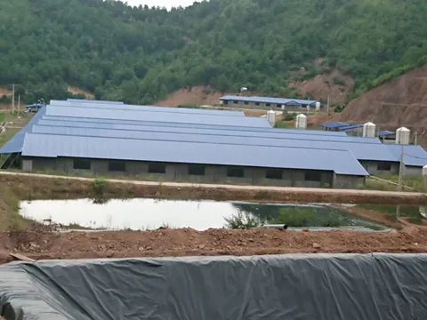 Gắn phát triển mô hình trang trại chăn nuôi với bảo vệ môi trường