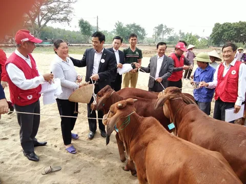 Trao tặng 60 con bò sinh sản cho các hộ khó khăn tại Nam Định