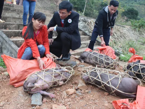 Hội Chữ thập đỏ tỉnh Nghệ An trao lợn giống cho các hộ khó khăn