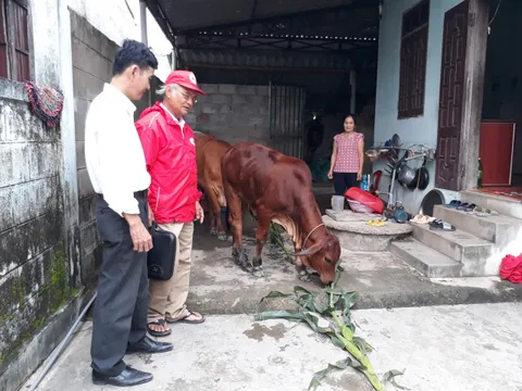 Vươn lên thoát nghèo từ mô hình ‘Ngân hàng bò’