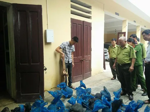 Bắt giữ xe tải chở hơn 3 tạ tê tê