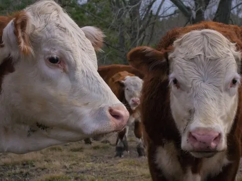 3 con bò bị cuốn trôi trong bão Dorian gây kỳ tích