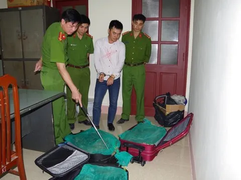 3 valy kéo đầy rắn hổ mang vận chuyển từ Sài Gòn ra Hà Nội