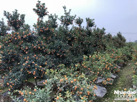 Khám phá "thủ phủ" của quất, bưởi cảnh dịp Tết ở Hưng Yên