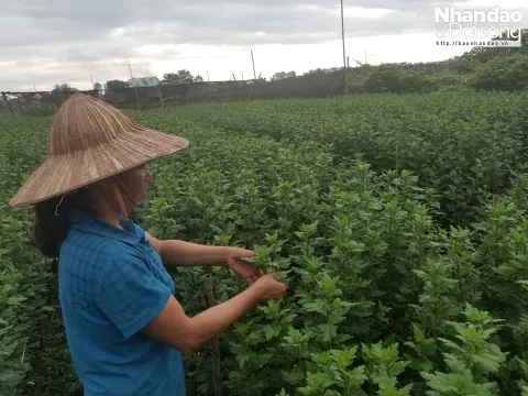 Người trồng hoa Hà Nội lo mất trắng vì mưa kéo dài