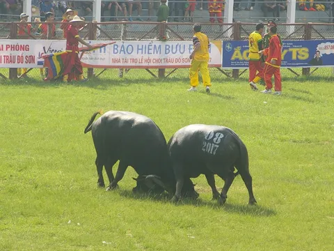Hải Phòng tiếp tục vòng chung kết Lễ hội chọi trâu Đồ Sơn 2017