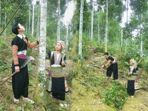 Hỗ trợ gạo cho đồng bào dân tộc thiểu số nhận trồng, bảo vệ rừng