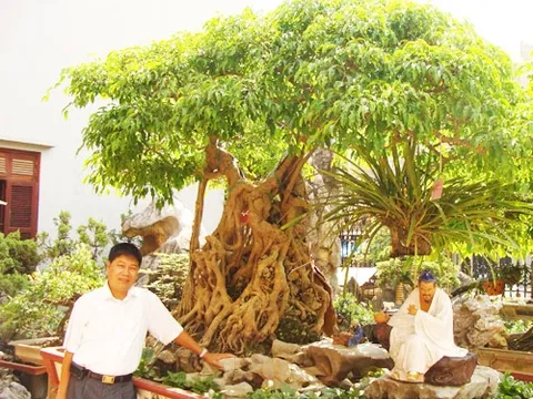 5 cây cảnh giá triệu đô gây xôn xao dư luận của đại gia Việt