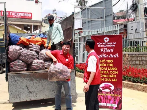 Hội Chữ thập đỏ Lâm Đồng ‘giải cứu’ khoai lang giúp nông dân Gia Lai