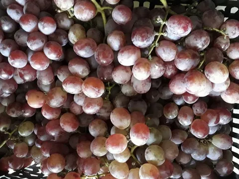 6 loại trái cây Trung Quốc đang tràn ngập chợ Việt Nam