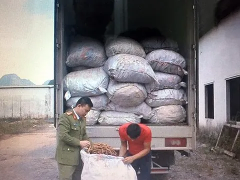 Bắt giữ hơn 7 tấn củ ba kích tươi không rõ nguồn gốc