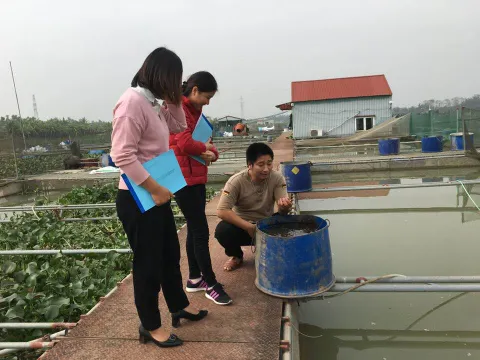 Loay hoay đầu ra cho cá chép giòn