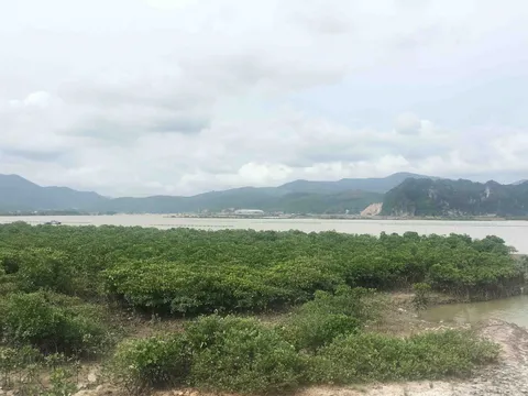 Lập Khu rừng đặc dụng bảo vệ cảnh quan vịnh Hạ Long