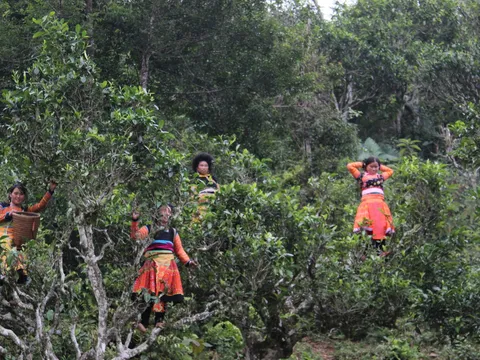 Công bố nhãn hiệu tập thể chè Tà Xùa và ra mắt thương hiệu Shanam