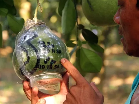 Cặp bưởi có bản đồ Việt Nam giá 3 triệu đồng