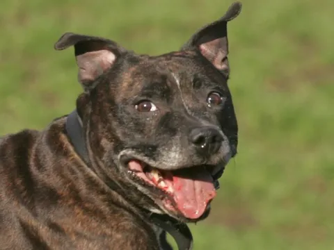 Anh: Chó bécgiê cắn chết chủ ngay trước mặt phóng viên