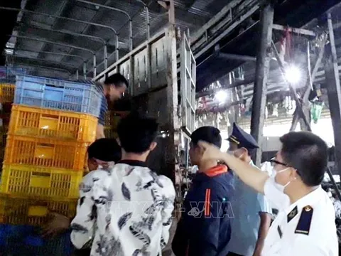 Bắt giữ 15.000 con gà giống không rõ nguồn gốc