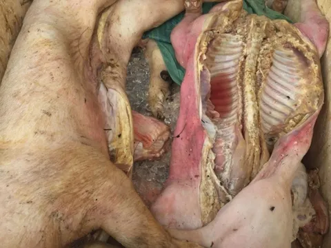Đồng Nai: Phát hiện và tiêu hủy 600kg thịt lợn chết