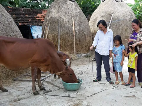 Sinh kế bền vững từ 'Ngân hàng bò'