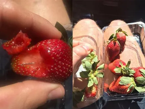 Australia phát hiện hơn 100 trường hợp hoa quả bị gài kim nhọn