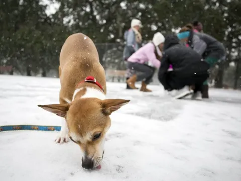 Bão tuyết mạnh nhất 3 thập niên, Florida lần đầu có tuyết rơi