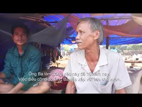 Buồn vui nghề lượm điều thuê