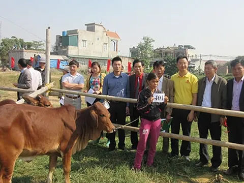 Quỹ Thiện Tâm hỗ trợ cho vay bò giống sinh sản tỉnh Hà Nam