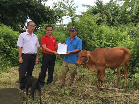 Bình Dương: Bàn giao bò sinh sản cho người nghèo